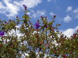 ニュージーランドの花の写真 紫の花のなる木